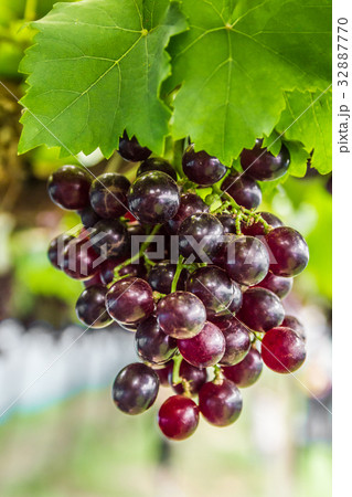 Grape on grape vine. Grape on grape vine. 32887770
