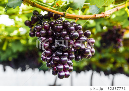 Grape on grape vine. 32887771