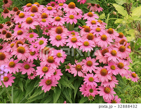 エキナセア (バレンギク) エキナセア (バレンギク) 32888432