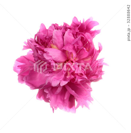 Dishevelled pink peony 32888642