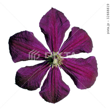 Beautiful violet clematis Beautiful violet clematis 32888819