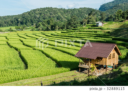 Rice Farm Rice Farm 32889115