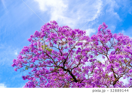 Jacaranda tree in Adelaide 32889144