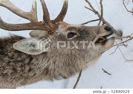 枯枝を食む厳冬期のエゾシカ(B) 枯枝を食む厳冬期のエゾシカ(B) 32890026