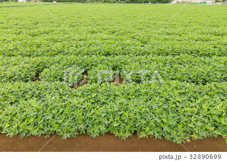 落花生畑 32890699