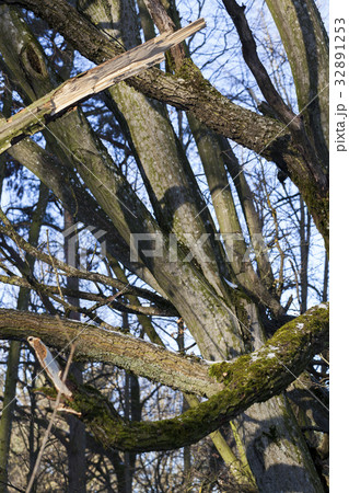 Tree bark, close-up Tree bark, close-up 32891253