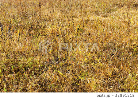 dry yellow grass close up dry yellow grass close up 32891518