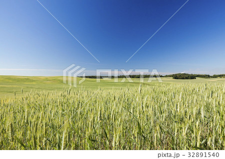 Field with cereal 32891540