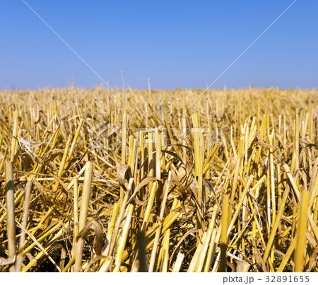 Straw of ripe wheat 32891655