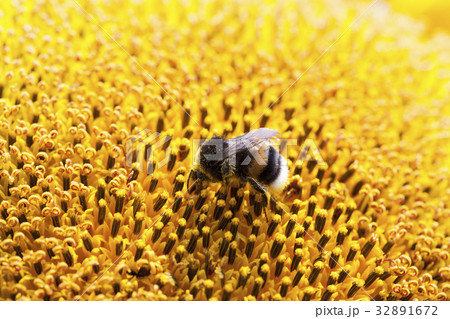 Bumble-bee on sunflower Bumble-bee on sunflower 32891672