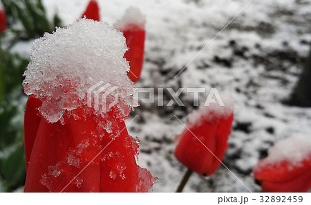 Snow blossoms after a spring thundersnow. 32892459