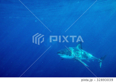Great White shark ready to attack 32893039