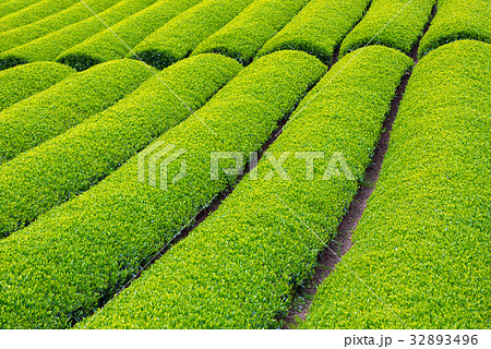 茶畑 32893496
