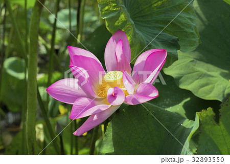 睡蓮 スイレン 水連 32893550