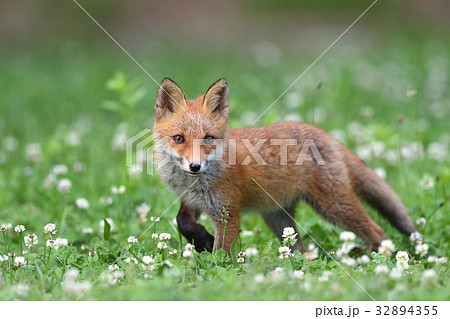 キタキツネの子供 32894355