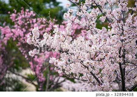 桜 32894438