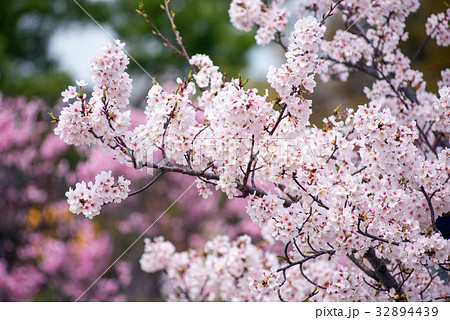 桜 32894439