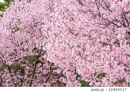 桜 32894517