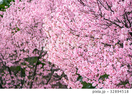 桜 32894518