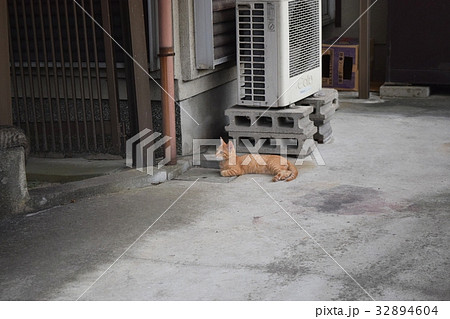 野良猫の家族 32894604