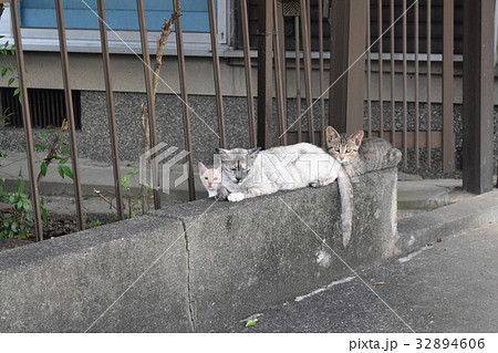 野良猫の家族 野良猫の家族 32894606