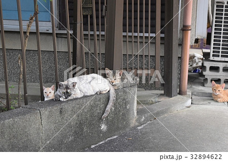 野良猫の家族 32894622