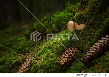 Tylopilus felleus. inedible mushrooms Tylopilus felleus. inedible mushrooms 32894681