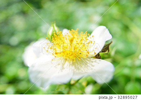 ノイバラの花 32895027