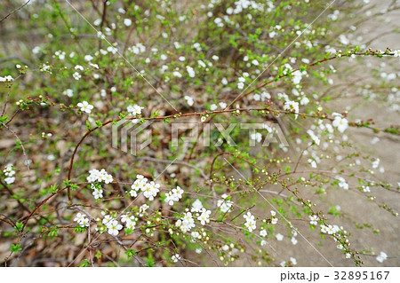 ユキヤナギ 32895167