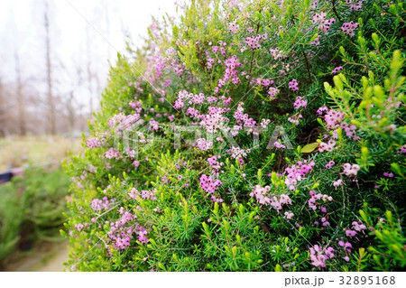 ジャノメエリカの花 32895168