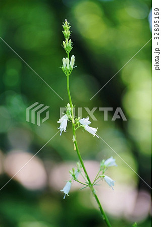 ツリガネニンジン 32895169