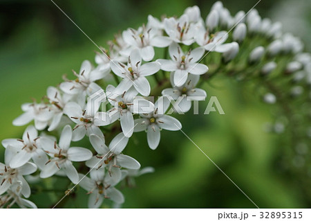 オカトラノオの花序 32895315