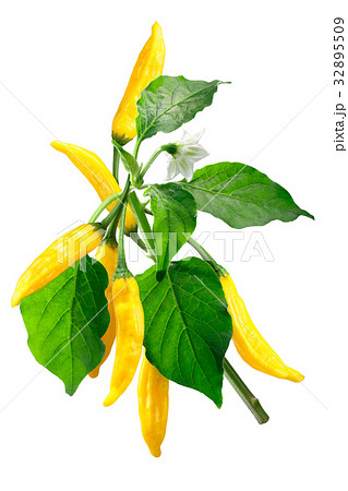 Aji Lemon Dop Capsicum baccatum, path 32895509