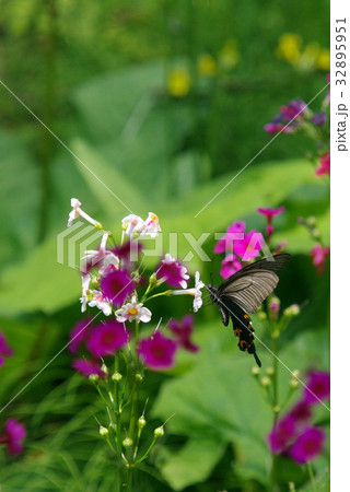 クリンソウとクロアゲハ クリンソウとクロアゲハ 32895951