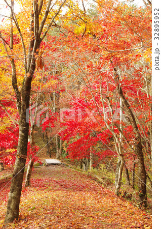 タカドヤ湿地 紅葉 タカドヤ湿地 紅葉 32895952
