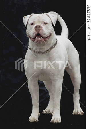 American Bulldog white color on black background American Bulldog white color on black background 32897330