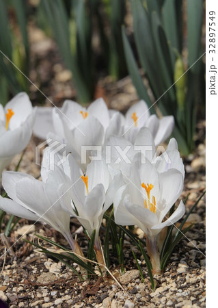 クロッカス 32897549