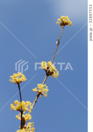 サンシュユ サンシュユ 32897553