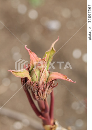 牡丹の蕾 32897567