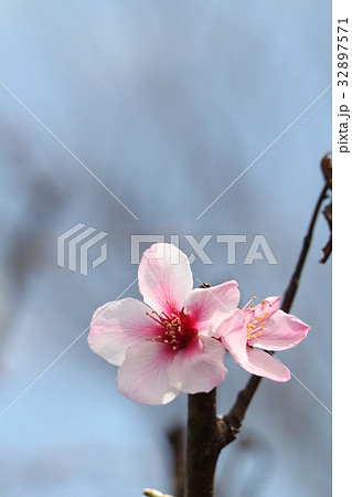 アーモンドの花 32897571