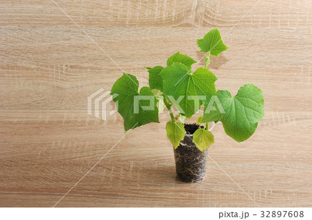 green plant in a plastic Cup on wooden background green plant in a plastic Cup on wooden background 32897608