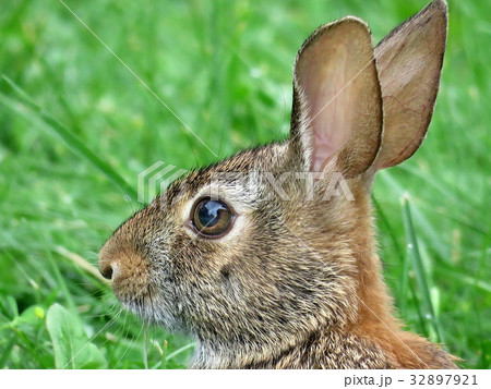 Thornhill portrait of eastern cottontail rabbit 32897921