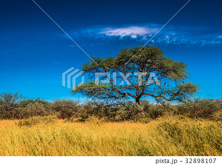 Tree in savannah, classic african landscape Tree in savannah, classic african landscape 32898107