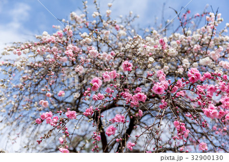 源平枝垂れ桃 源平枝垂れ桃 32900130