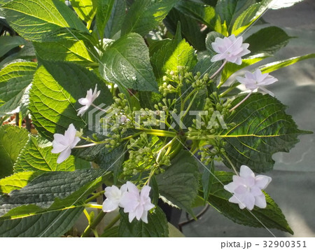 紫陽花(墨田の花火) 紫陽花(墨田の花火) 32900351