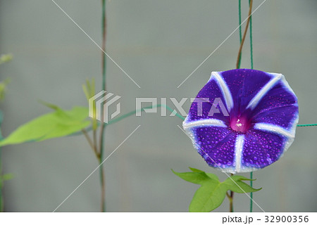 花柄の変わった 朝顔 アサガオ の写真素材
