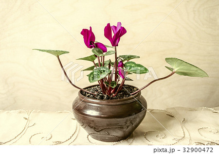 Small clay pot with blooming purple cyclamen 32900472
