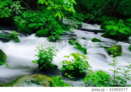 奥入瀬渓谷(青森県十和田市) 奥入瀬渓谷(青森県十和田市) 32900577