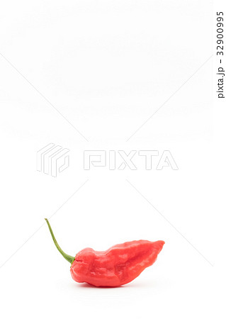 ゴーストペッパー（ブートジョロキア）:Ghost pepper 32900995