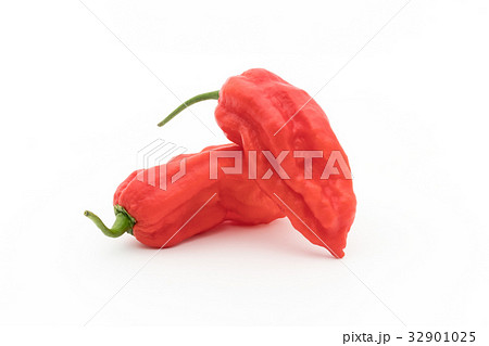 ゴーストペッパー(ブートジョロキア):Ghost pepper ゴーストペッパー(ブートジョロキア):Ghost pepper 32901025